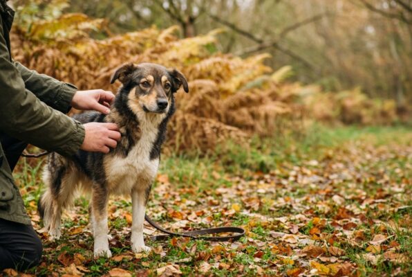Un chien aux poils tricolores, calme et détendu, sur un chemin forestier en automne, pendant que son maître lui écarte doucement le pelage du cou pour vérifier l'absence de tiques après la promenade.