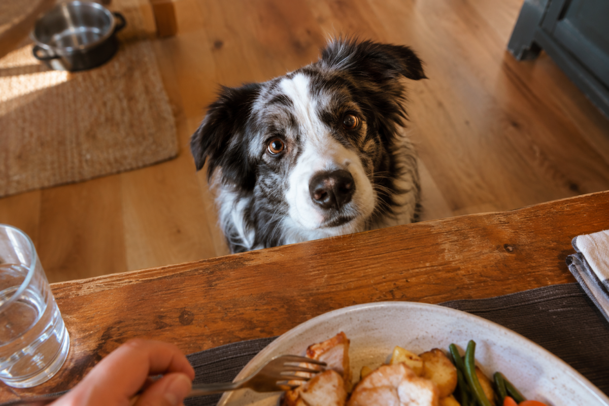 un chien quemande de la nouriture a table